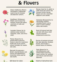 hierbas no-OGM para tu jardín