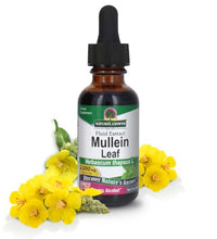 hoja de mullein orgánica para salud