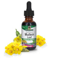 hoja de mullein orgánica para salud