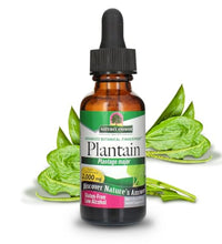 Hoja de plátano orgánica para salud