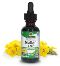 Hojas de Mullein para respiración saludable