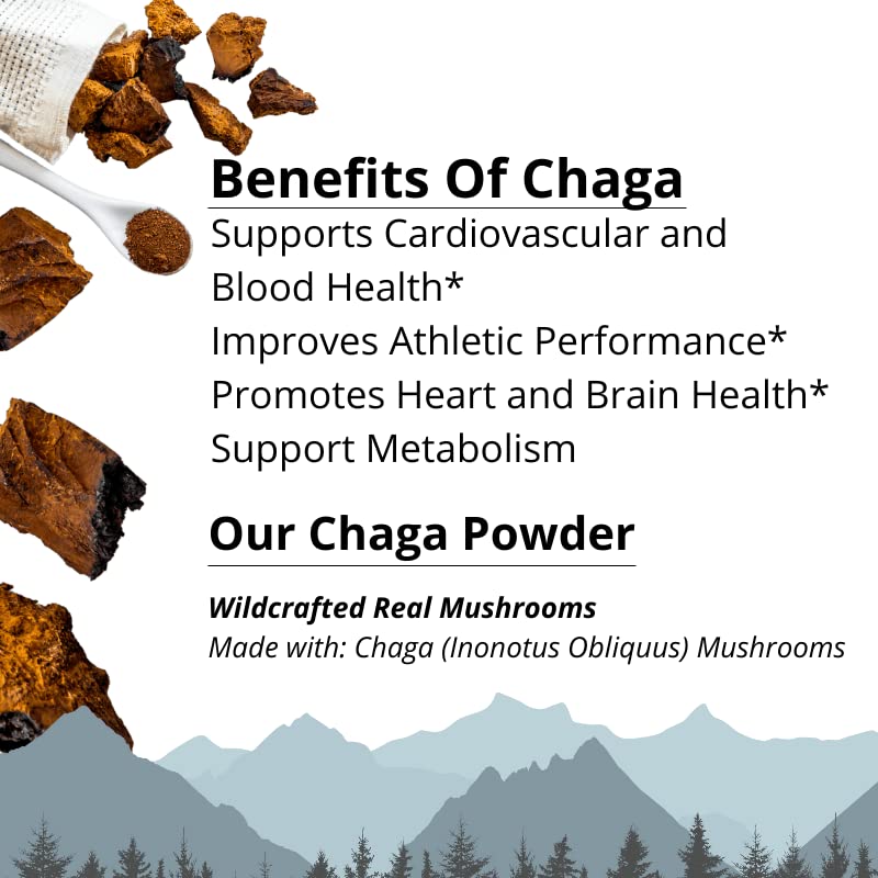 Hongo chaga sin micelio natural