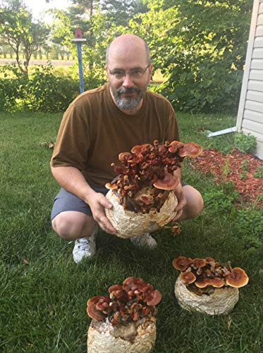 hongos reishi para mejorar la salud