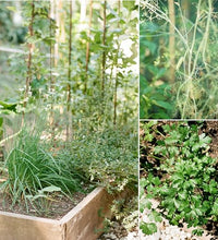 inicia tu jardín con semillas de calidad