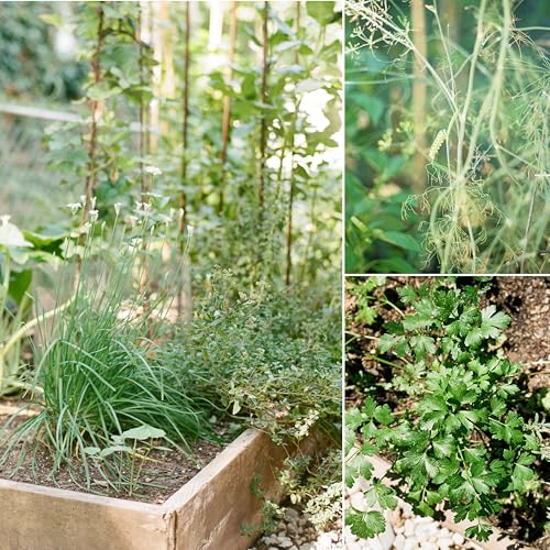 inicia tu jardín con semillas de calidad