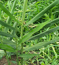 jengibre fresco para tu jardín