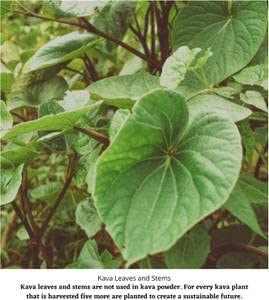 kava kava para relajación profunda
