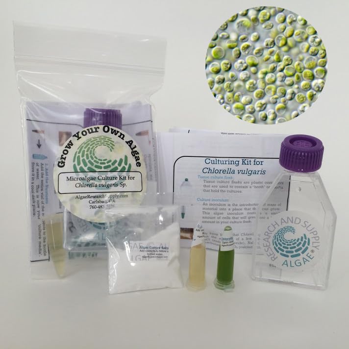 kit de cultivo de algas Chlorella para proyectos escolares
