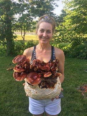 kit de cultivo de hongos reishi fácil