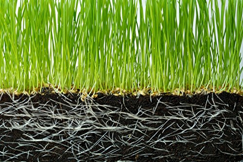 Mejora el crecimiento de plantas