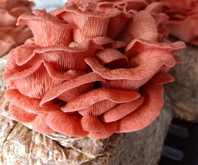 micelio vivo para cultivo de hongos