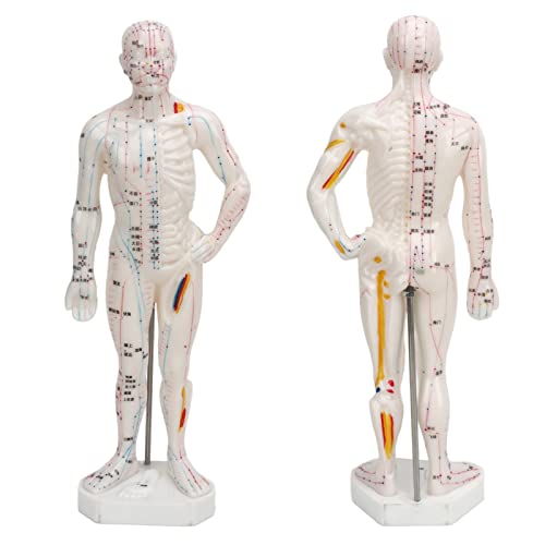 modelo anatómico para terapia alternativa