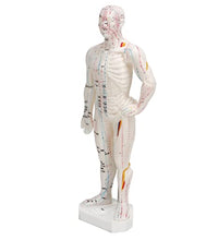 modelo de cuerpo humano para acupuntura