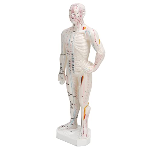 modelo de cuerpo humano para acupuntura