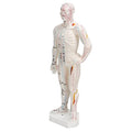 modelo de cuerpo humano para acupuntura