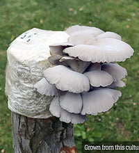 nutrición natural con hongos ostra