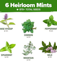 paquete de semillas heirloom de menta