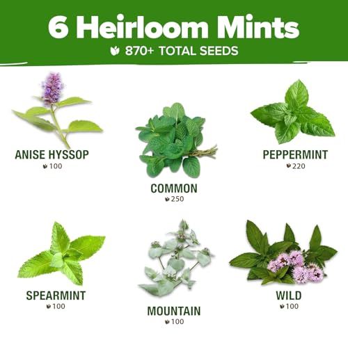 paquete de semillas heirloom de menta