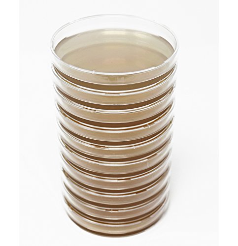 placas de agar para cultivo de hongos
