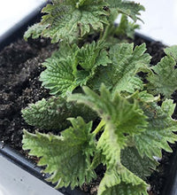 Planta de ortiga orgánica en maceta