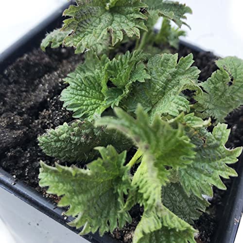 Planta de ortiga orgánica en maceta