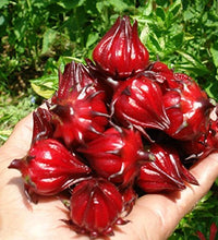 planta medicinal rosella roja