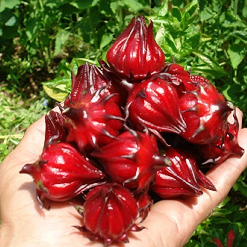 planta medicinal rosella roja