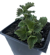 Planta viva de ortiga para cultivo