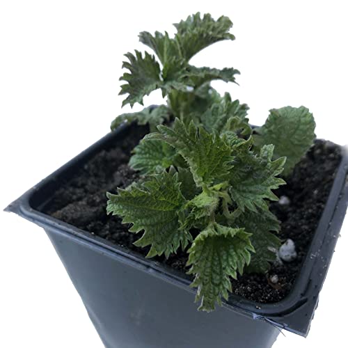 Planta viva de ortiga para cultivo