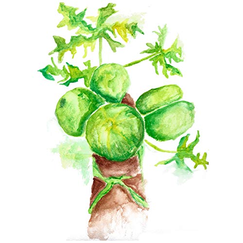 polvo de fruta de papaya verde para salud intestinal