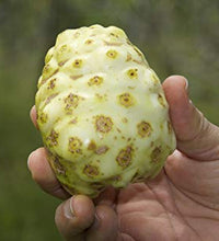 Polvo de noni para salud integral
