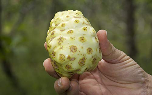 Polvo de noni para salud integral