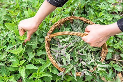 Té de Ortiga - 8Oz (RECOLECCIÓN REAL SILVESTRE) | 100% Orgánico Certificado por USDA | Hoja Suelta (Urtica Dioica) Cortada y Tamizada - imagen 5