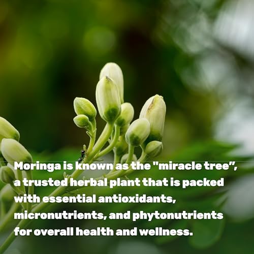 Cápsulas de Moringa 240 Cápsulas – Suministro de 4 Meses – Extracto Puro de Hoja de Moringa de Máxima Potencia – Suplemento Verde Completo para - imagen 4