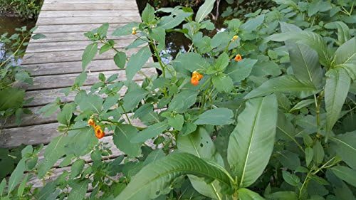 Ungüento Jewelweed de Su Majestad - imagen 4