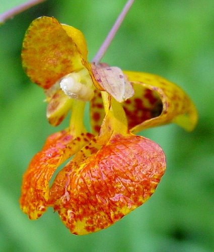 Spray Jewelweed Creation Farm 4 oz - Alivio para Picazón de Hiedra Venenosa, Remedio para Erupciones, Picaduras de Insectos y Abejas - imagen 7