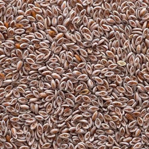 Semilla de Psyllium Orgánica Entera Frontier Co-op 1 lb - imagen 3