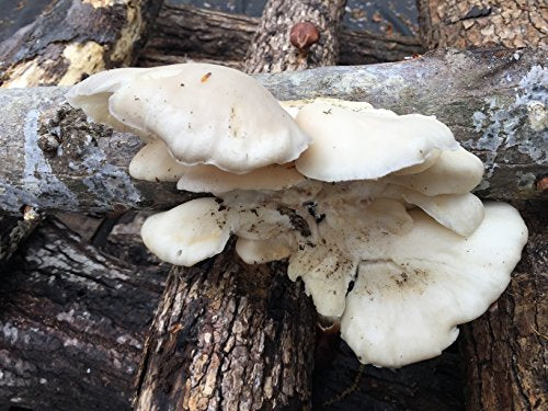 Inóculo de Mycelium de Hongo Ostra - 100 Unidades - Cultiva Hongos Comestibles Gourmet y Medicinales en Árboles y Troncos - imagen 3