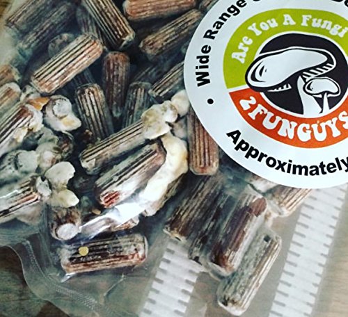 Inóculo de Mycelium de Hongo Ostra - 100 Unidades - Cultiva Hongos Comestibles Gourmet y Medicinales en Árboles y Troncos - imagen 4