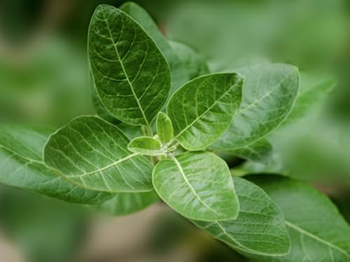 Suplemento de Ashwagandha Momentous - Extracto NooGandha 300 mg - Apoyo a la Cognición, Alerta y Concentración - Certificado NSF para Deporte - - imagen 7