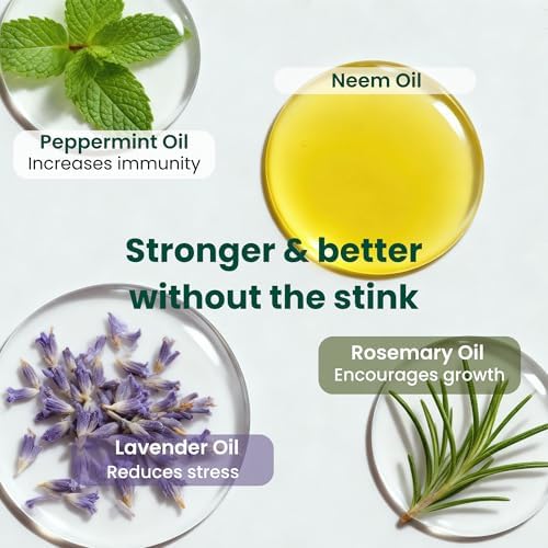 Aceite de Neem para Plantas (Rinde 30 Botellas) con Botella de Spray y Aceites Esenciales para Plantas de Interior y Jardines Exteriores, Brillo - imagen 4
