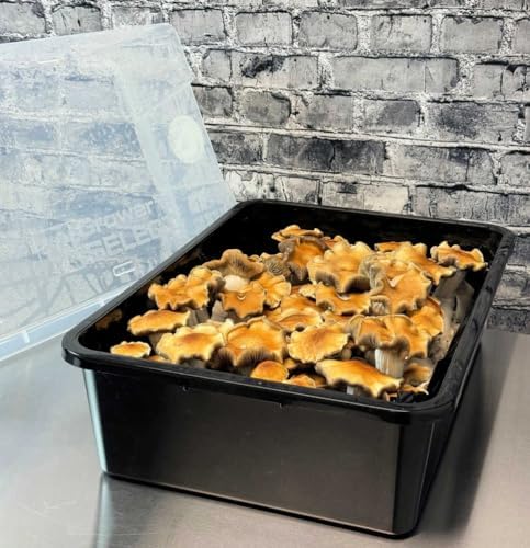 Bolsas de Spawn de Champiñones Premium Myco Labs de 5 Granos | Grano Esterilizado con Puertos de Inyección | 2 Cuartos por Bolsa | 2 Bolsas por Caja - imagen 5