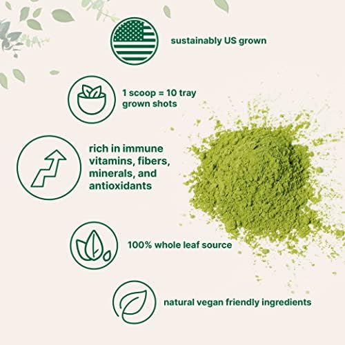 Polvo de Pasto de Trigo Orgánico (100% Hoja Completa) de Cultivo Sostenible en EE. UU., 16 Onzas, Rico en Vitaminas, Fibras y Minerales, Apoya la - imagen 3