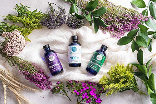 Aceite Esencial de Lavanda Woolzies - Aromaterapia para Difusor y Uso Tópico | 100% Puro Grado Terapéutico | 4 Fl Oz - imagen 4
