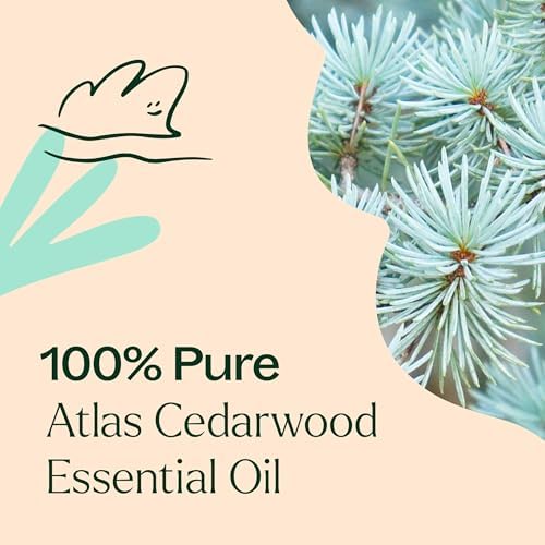 Aceite Esencial de Madera de Cedro Atlas Plant Therapy 30 mL (1 oz) 100% Puro, Sin Diluir, Grado Terapéutico - imagen 5