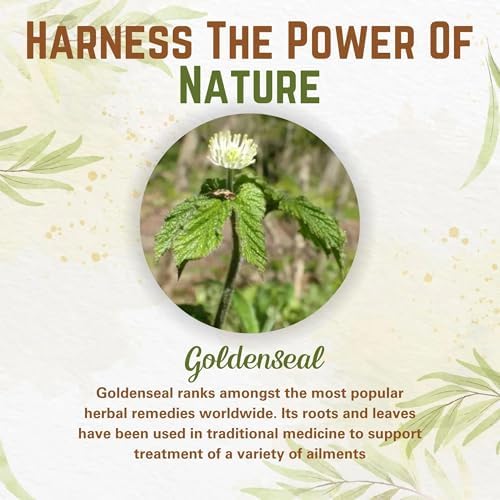 Naturfi Polvo de Goldenseal Orgánico - 3.5 oz, 100 Porciones *Probado por Terceros* Suplemento de Raíz de Goldenseal Natural Puro - imagen 3