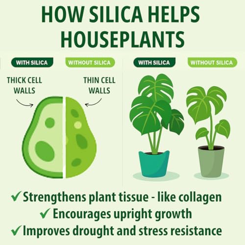 Suplemento de Silicio para Plantas – Fortalece Tallos, Soporta Hojas Erguidas y Mejora la Resiliencia al Estrés | Concentrado Líquido Listo para Usar - imagen 3