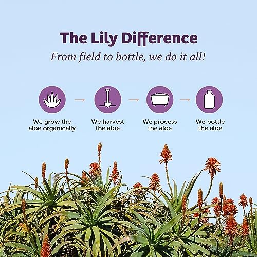 Lily of the Desert Shot para el Estómago – Jugo de Aloe Vera Orgánico con FOS Prebiótico y Mezcla Herbal, 2 Oz Cada Uno, Paquete de 12 - imagen 6