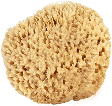Esponja de Mar de Lana 5-6 (Grande) por Bath & Shower Express ®, Recurso Natural Renovable para Exfoliar y Limpiar el Cuerpo - imagen 6