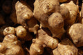 Tubérculos de Alcachofa de Jerusalén Sunroot Sunchoke Orgánicos Naturales 1 lb por Greenhouse PCA - imagen 1